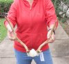 Fallow Deer Skull plate and horns (antlers) 13 and 14 inches (You are buying the fallow deer skull plate and horns shown) for $55.00