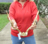 Fallow Deer Skull plate and horns (antlers) 13 and 14 inches (You are buying the fallow deer skull plate and horns shown) for $55.00