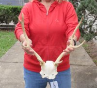 Fallow Deer Skull plate and horns (antlers) 14 inches for $45