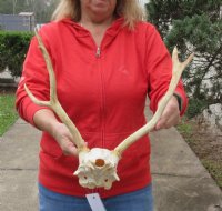 Fallow Deer Skull plate and horns (antlers) 14 inches for $45