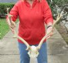 Fallow Deer Skull Plate and horns (antlers) 18 and 19 inches wide <font color=red>This skull has holes </font>(You are buying the fallow deer skull and horns shown) for $80.00