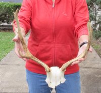 Fallow Deer Skull Plate and horns (antlers) 12 and 15 inches for $45