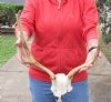 Fallow Deer Skull Plate and horns (antlers) 12 and 15 inches. <font color=red>This skull has holes</font> (You are buying the fallow deer skull and horns shown) for $60.00