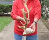 Fallow Deer Skull Plate and horns (antlers) 12 and 15 inches for $45