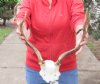 Fallow Deer Skull Plate and horns (antlers) 15 inches wide This skull has holes (You are buying the fallow deer skull and horns shown) for $60.00