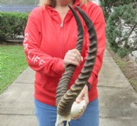 21 and 22 inch African Lechwe Horns and Skull - You are buying the skull and horns shown for $85.00