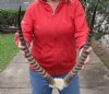 22 inch African Lechwe Horns and Skull - You are buying the skull and horns shown for $85.00