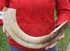 25-inch Curved Hippo Tusk, hippo Ivory, 3.75 pound - $470.00 (CITES #300162) (Adult Signature Required)