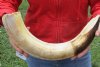 20-inch Curved Hippo Tusk, hippo Ivory, 2.30 pound - $290.00 (CITES #300162) 