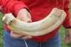 12-inch Curved Hippo Tusk, hippo Ivory, 1 pound and 5% solid - $125.00 (CITES #300162) 