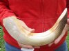 15-inch Curved Hippo Tusk, hippo Ivory, 1.15 pound and 10% solid - $144.00 (CITES #300162) 