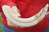 13-inch Curved Hippo Tusk, hippo Ivory, .85 pound and 20% solid - $106.00 (CITES #300162) 