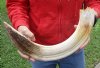22-inch Curved Hippo Tusk, hippo Ivory, 2.80 pound and 40% solid - $350.00 (CITES #300162) (Signature Required)