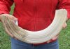 21-inch Curved Hippo Tusk, hippo Ivory, 2.95 pound and 30% solid -  $370.00 (CITES #300162) (Signature Required)