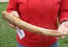 #2 Grade 14-inch Semi-Curved Hippo Tusk, hippo Ivory, 1.40 pound and 60% solid.  (You are buying the hippo tusk pictured) for $200.00 (CITES #300162)