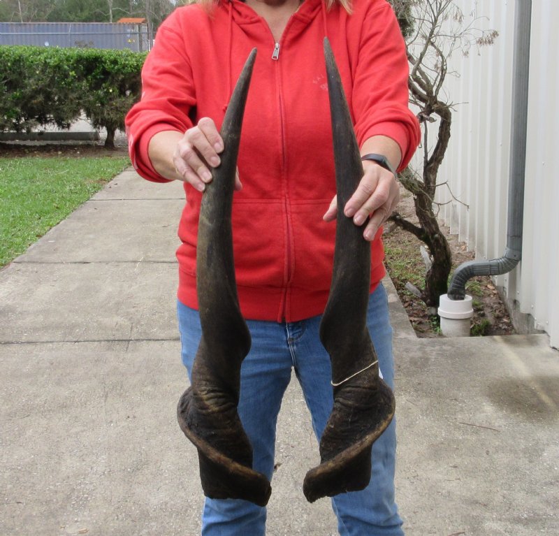 Matching pair of African Eland Horns