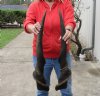 Extra Large Matching pair of male African Eland Horns 37 inches long. Has splits at the mouth of horn. (You are buying the horns in the photos) for $90.00