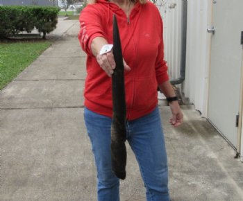 25 inch African Female (Cow) Eland horn for Sale $16