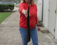 25 inch African Female (Cow) Eland horn for Sale $16