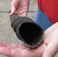 25 inch African Female (Cow) Eland horn for Sale $16