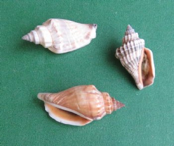 Wholesale brown chulla strombus conch shells 1"-1-1/2" - 1 bag (2 kilos) @ $4.00/bag (Min: 2 bags)
