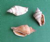 Wholesale brown chulla strombus conch shells 1"-1-1/2" - Packed: 1 bag (2 kilos) @ $4.00/bag ($2.00/kilo) Minimum: 2 bags 