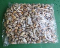 Wholesale brown chulla strombus conch shells 1"-1-1/2" - 1 bag (2 kilos) @ $4.00/bag (Min: 2 bags)