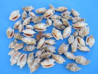 Case of 20 kilos Wholesale Diana Conch Shells, Euprotomus aurisdianae 1-3/4 to 3 inches - $2.25 a kilo ($45/Case)