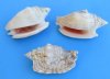 1 kilo bags Wholesale Diana Conch Shells, Euprotomus aurisdianae, 1-3/4 to 3 inches - $2.00 a kilo (Minimum: 2 bags) 