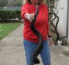 Kudu horn for sale measuring 39 inch, for making a shofar.  You are buying the horn in the photos for $85