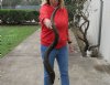 Kudu horn for sale measuring 44 inch, for making a shofar. You are buying the horn in the photos for $100