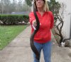 Kudu horn for sale measuring 40 inch, for making a shofar.  You are buying the horn in the photos for $100