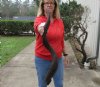 Kudu horn for sale measuring 39 inch, for making a shofar.  You are buying the horn in the photos for $85