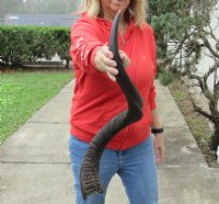 Kudu horn for sale measuring 36 inch, for making a shofar.  You are buying the horn in the photos for $85