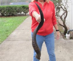 Kudu horn for sale measuring 35 inch, for making a shofar for $85