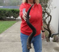 Kudu horn for sale measuring 35 inch, for making a shofar.  You are buying the horn in the photos for $85