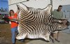 97" x 61" Real A- Grade Zebra Skin Rug with felt backing - you are buying the zebra hide pictured for $1200.00 (Adult Signature Required) 