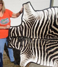 68" x 60" Real A- Grade Zebra Skin Rug with felt backing and no face - you are buying the zebra hide pictured for $1200.00 (Adult Signature Required) 