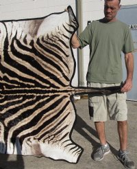 68" x 60" Real A- Grade Zebra Skin Rug with felt backing and no face - you are buying the zebra hide pictured for $1200.00 (Adult Signature Required) 