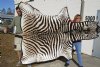 92" x 63" Real A- Grade Zebra Skin Rug with felt backing - you are buying the zebra hide pictured for $1200.00 (Adult Signature Required) 