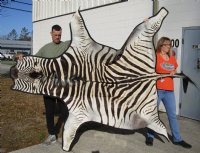 92" x 59" Real A- Grade Zebra Skin Rug with felt backing - you are buying the zebra hide pictured for $1200.00 (Adult Signature Required) 