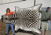 87" x 56" Real A- Grade Zebra Skin Rug with felt backing - you are buying the zebra hide pictured for $1200.00 (Adult Signature Required) 