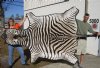 97" x 60" Real A- Grade Zebra Skin Rug with felt backing - you are buying the zebra hide pictured for $1200.00 (Adult Signature Required) 