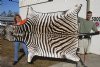 99" x 63" Real A- Grade Zebra Skin Rug with felt backing - you are buying the zebra hide pictured for $1200.00 (Adult Signature Required) 