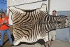 98" x 63" Real B- Grade Zebra Skin Rug with felt backing - you are buying the zebra hide pictured for $975.00 (Adult Signature Required) 