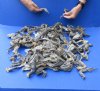 100 piece lot of North American Iguana medium size legs cured in formaldehyde - 4 to 8 inches long - $25