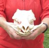 12 inch long African Warthog Skull for sale with 5 inch Ivory tusks <font color=red>(Holes on the front of skull, some missing teeth)</font>- You are buying this one for $110.00