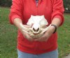 B-Grade 12 inch long African Warthog Skull with 3 Inch Ivory Tusks. Review all photos. You are buying the one pictured for $65 (Hole on back, missing some teeth)