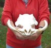 14 inch long African Warthog Skull for sale with 8 inch Ivory tusks <font color=red>(Holes on the front of skull, some missing teeth)</font>- You are buying this one for $145.00