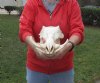 13 inch long African Warthog Skull for sale with 5 inch Ivory tusks <font color=red>(Holes on the front of skull, some missing teeth)</font>- You are buying this one for $110.00